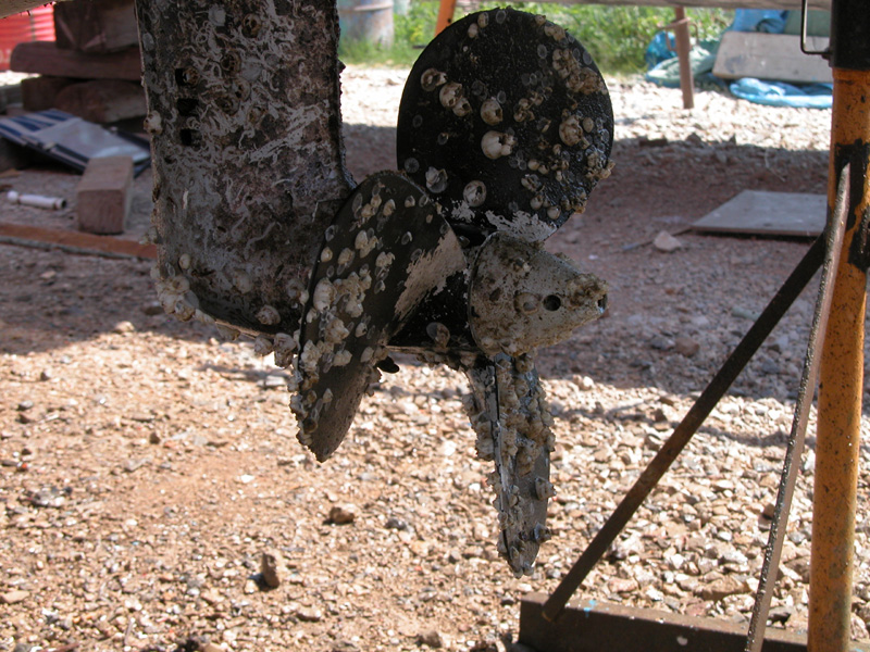 Schraube mit Süsswassermuscheln