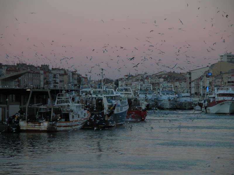 Möwen im Fischerhafen von Sète 