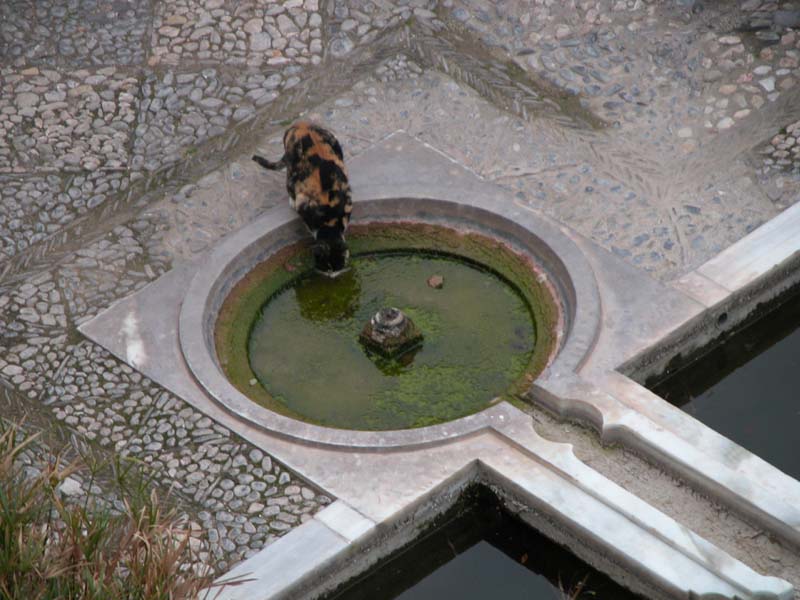 Heutige Bewohnerin der Alcazaba 