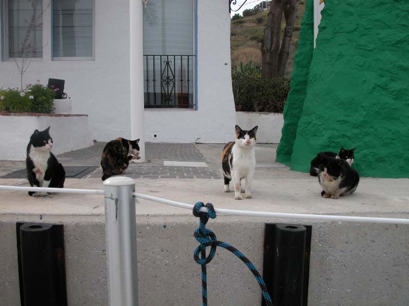 Empfangskomitee in Marina del Este 