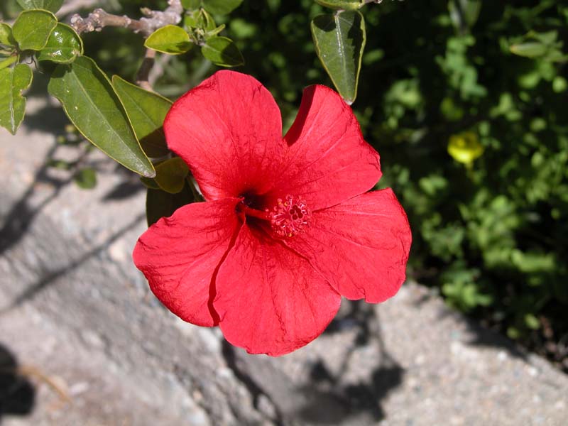 Hibiskusblüte in Marina del Este 
