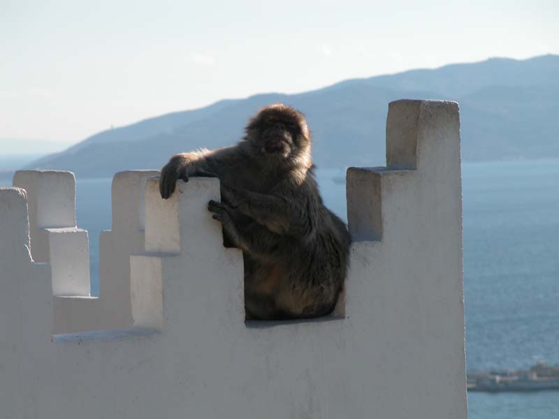 Unser erster Affe 