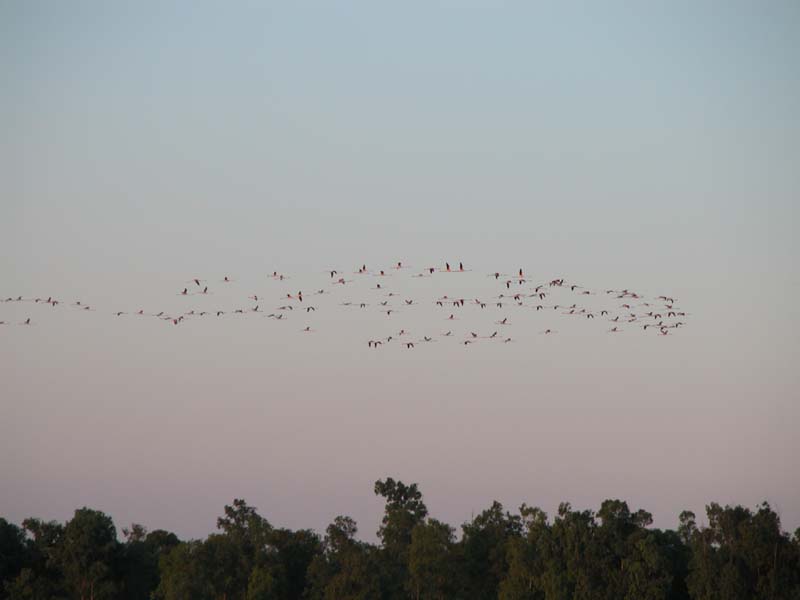 Vogelzug (vielleicht Flamingos) 