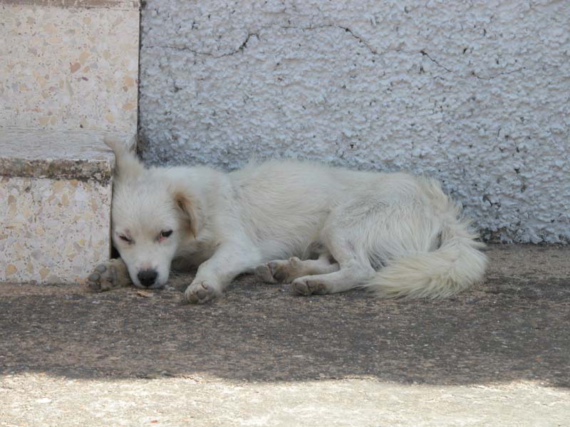 Auf dem Hund 