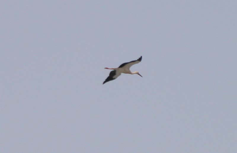 Storch über Faro 