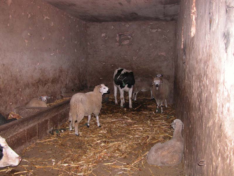 Stall 