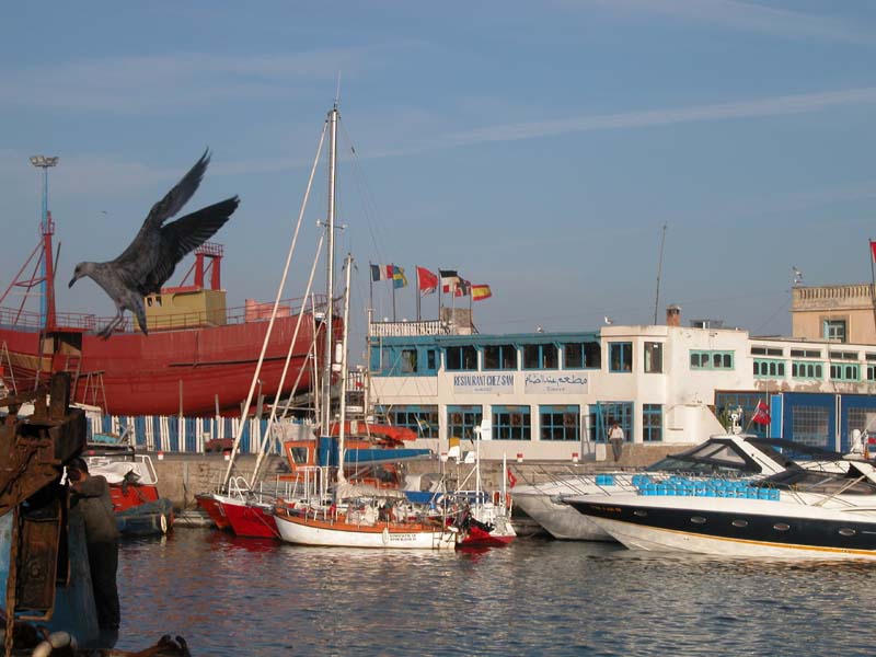 Suleika in Essaouira 