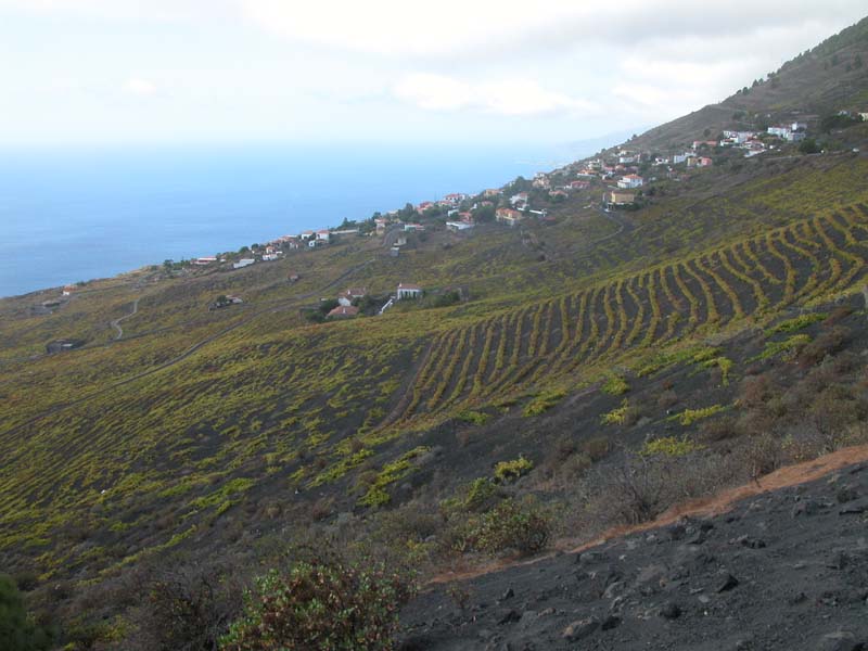 Reben (Photo Andreas Zihler) 