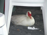 Klicken für grosses Bild