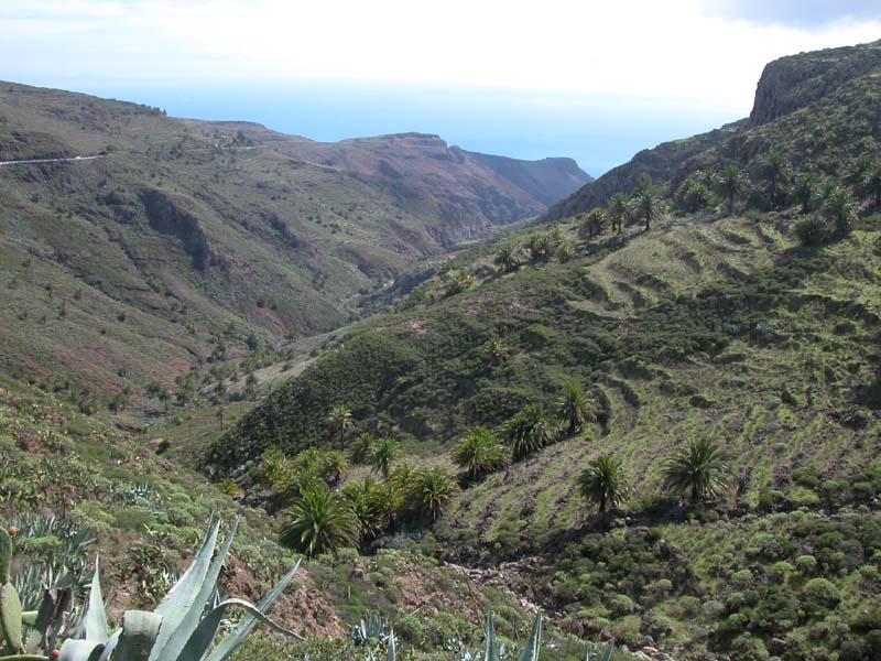 Barranco de La Guancha 