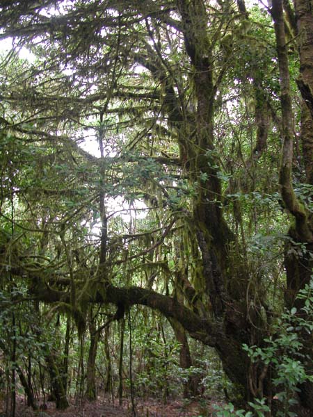 Zauberwald 
