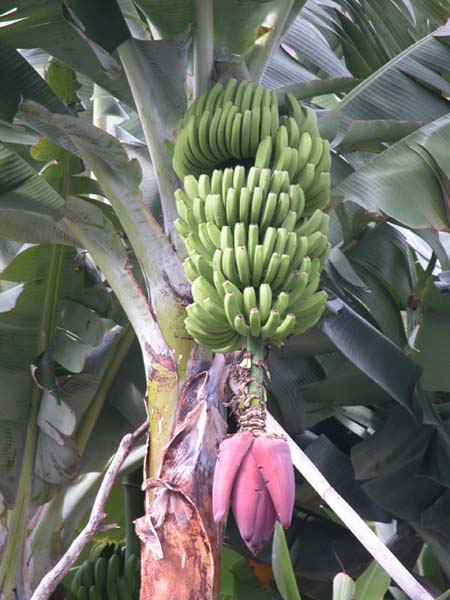 Staude mit Blüte 