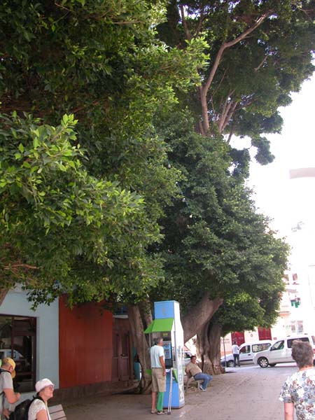 Administration unter Ficus 