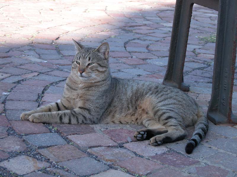 Schmusekater 