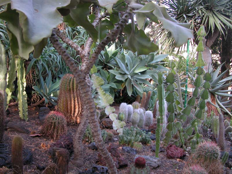 Kakteengarten 