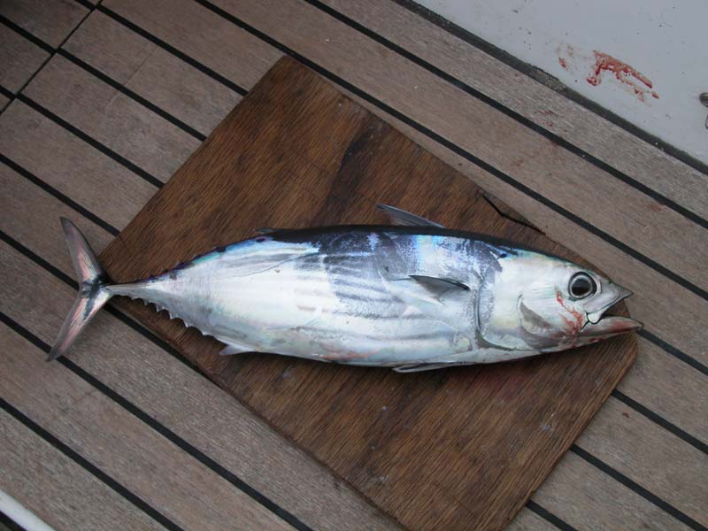 Bonito 