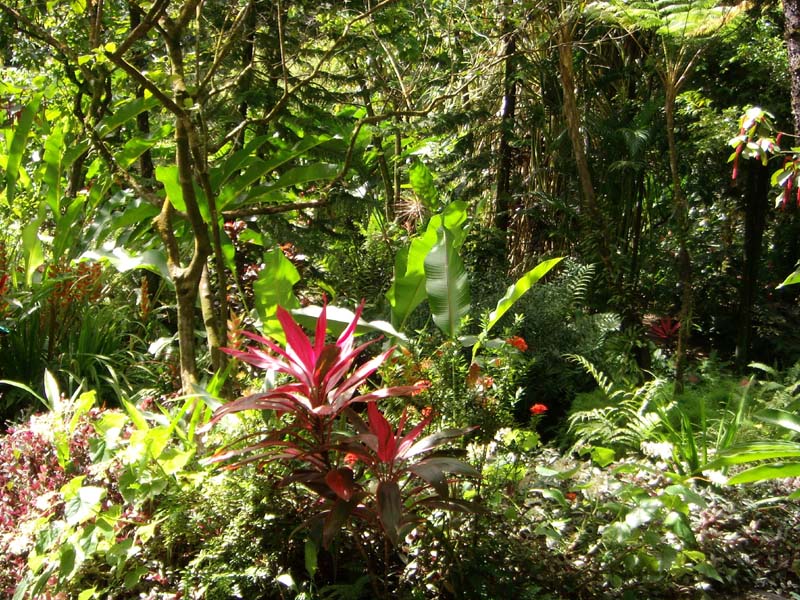 Diamond Botanical Garden 