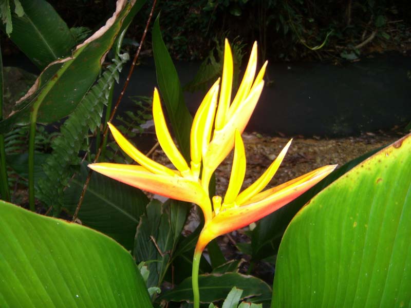 Orchidee 