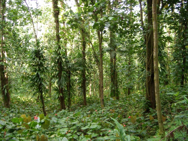 Regenwald 