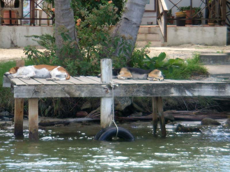 Hundswärme auf der Dinghytour 