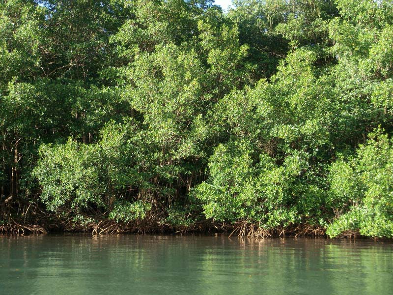 Mangroven in der Marigot Bay 