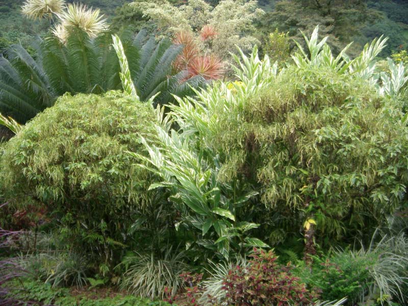Montreal Gardens 