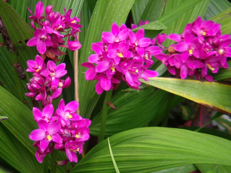 Orchideenart 