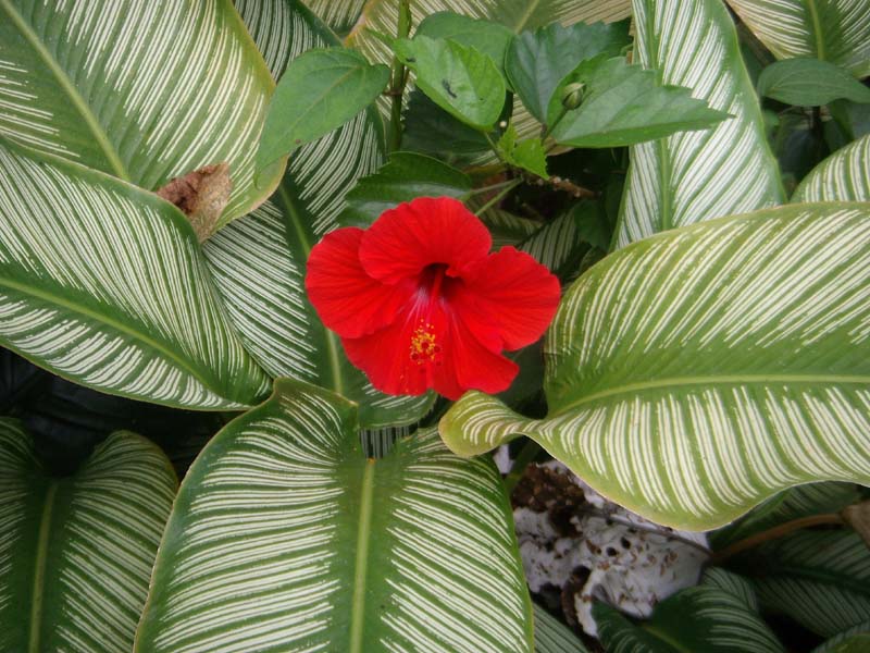 Vorwitziger Hibiskuks 