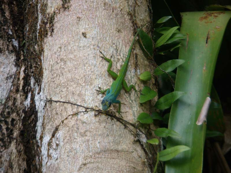 Iguana 