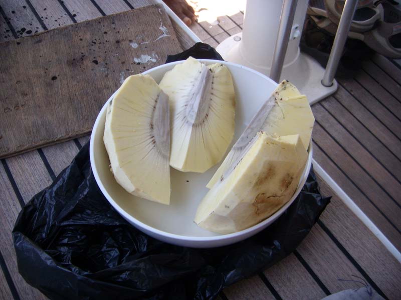 die Brotfrucht 