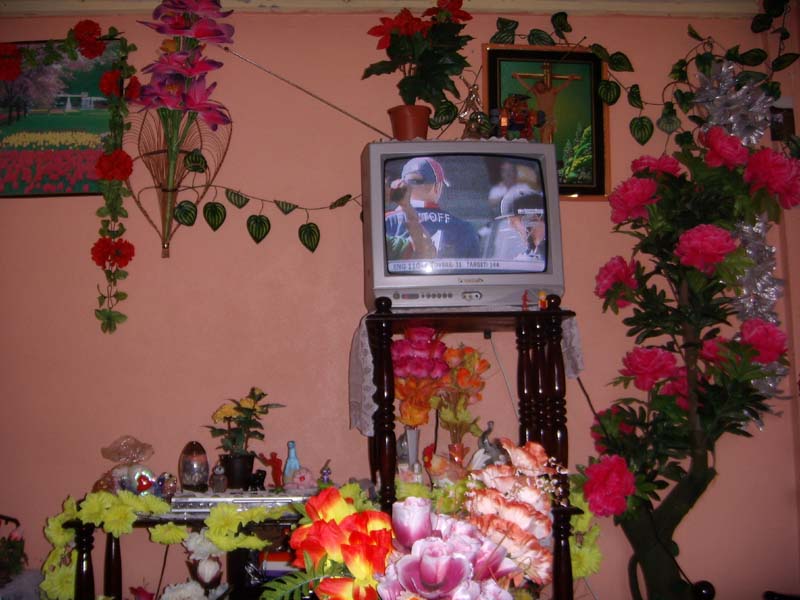 Blumenpracht 