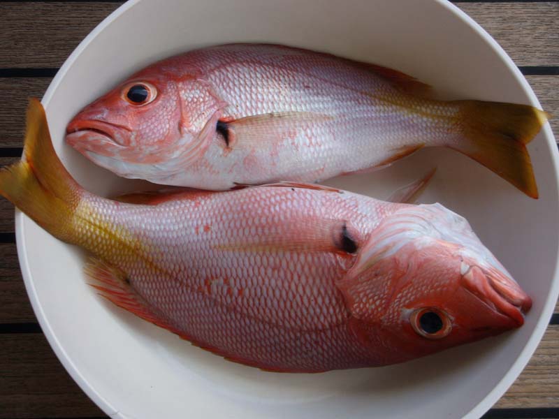 Red Snappers 