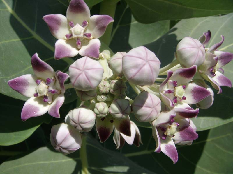 Blüten 