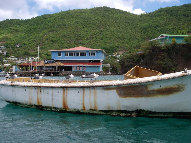 Schwatzhafte Möwen in Bequia 