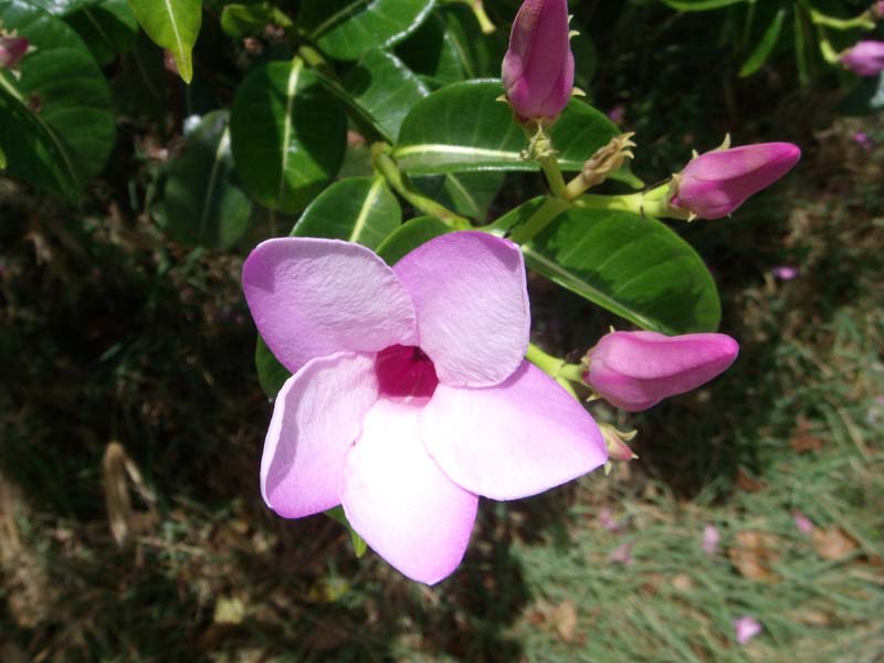 Frangipani 
