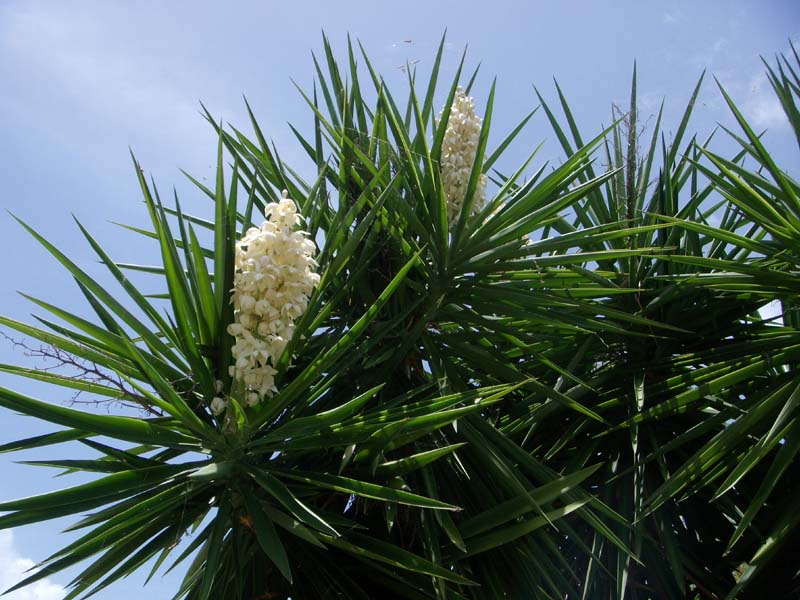 Yucca 