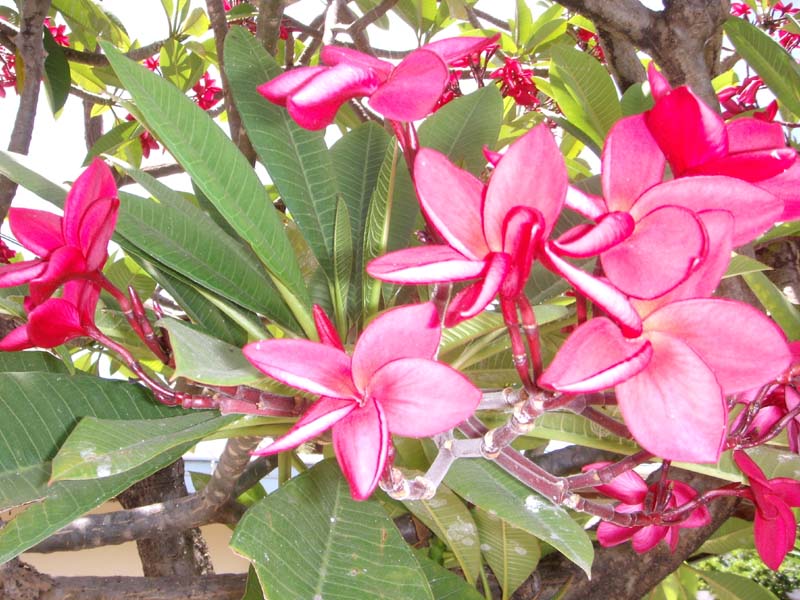 Rhododendron 