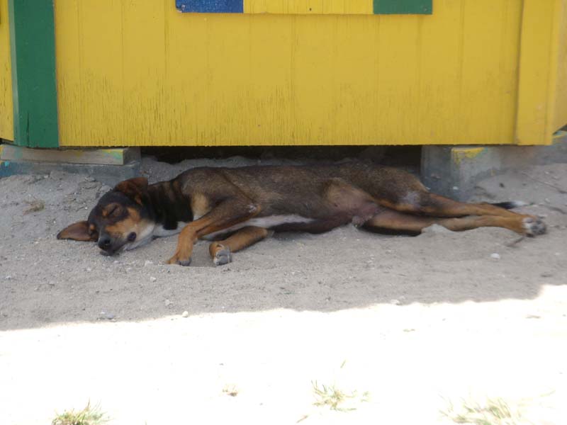 Auf dem Hund 