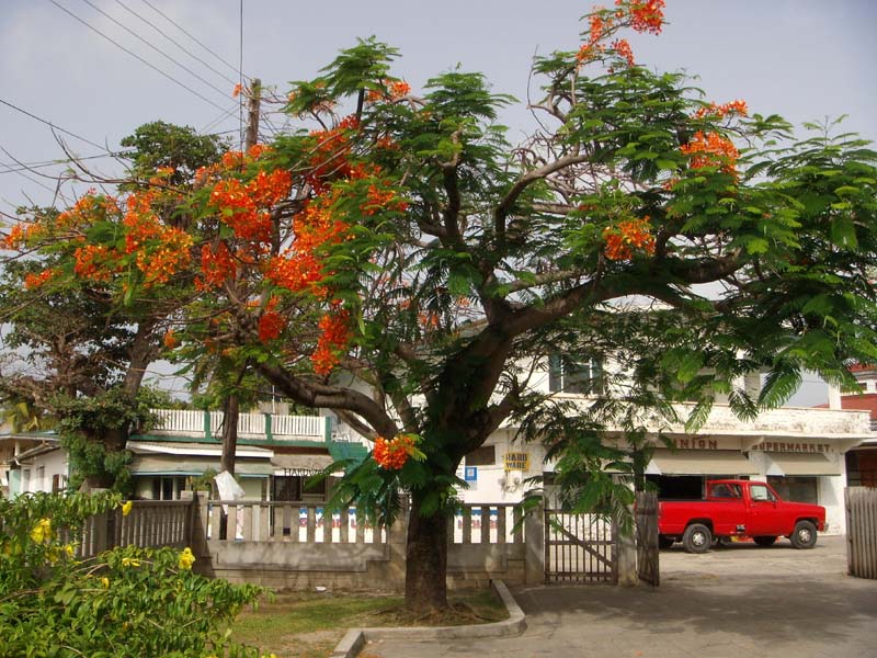 Baum mit 