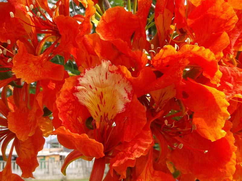 Blüten 