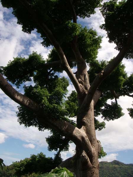 Cotton Silk Tree 