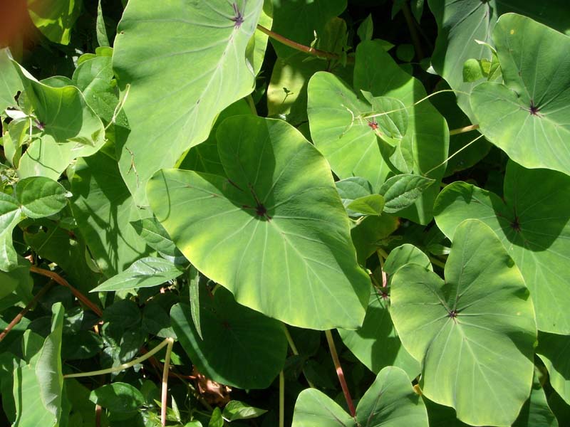 Callaloo 