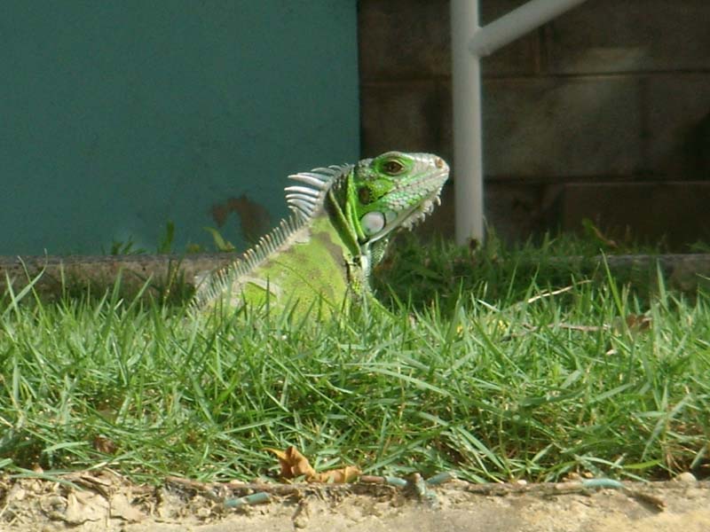 Iguana 
