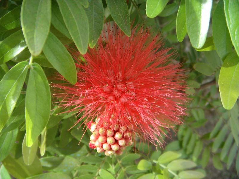 Blüte am Wegrand 