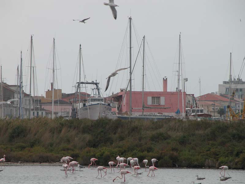 Flamingos bei Grau du Roi (Oktober 2004) 