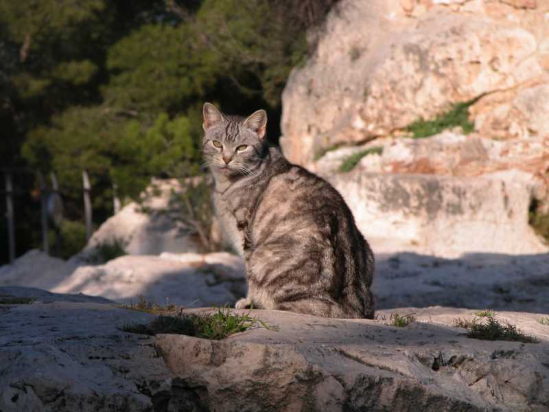 Im Kastell von Dénia, Costa del Azahar (Januar 2006) 