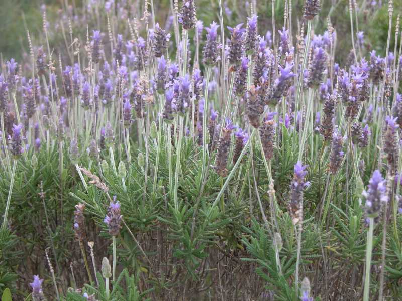 Lavendel beim Peñon de Ifach, Costa Blanca (Januar 2006) 