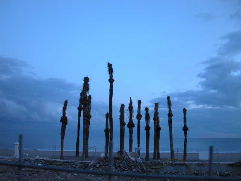 Eingewinterte Palmen, Villajoyosa, Costa Blanca (Januar 2006) 