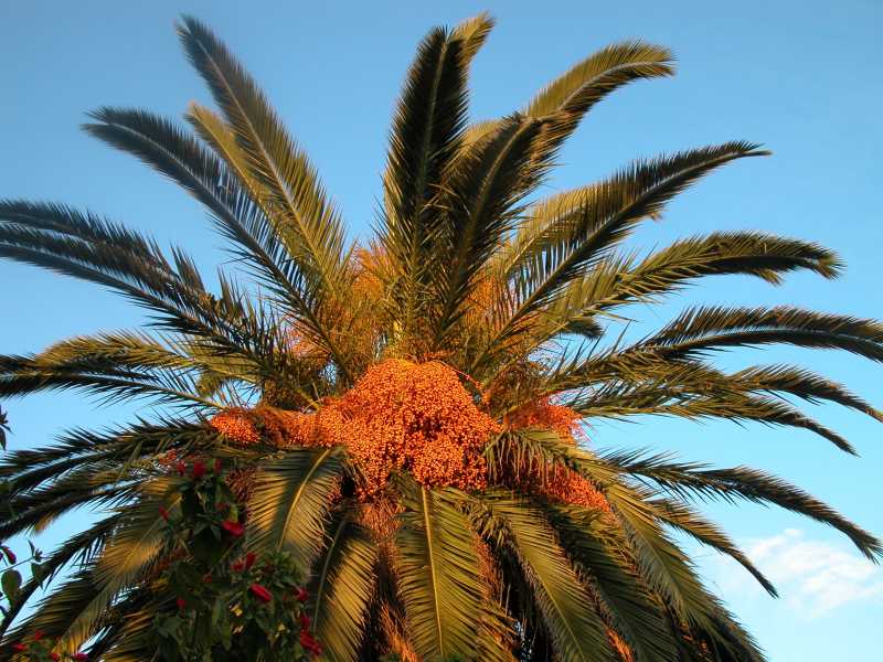 Trächtige Palme, Motril, Costa del Sol (Februar 2006) 