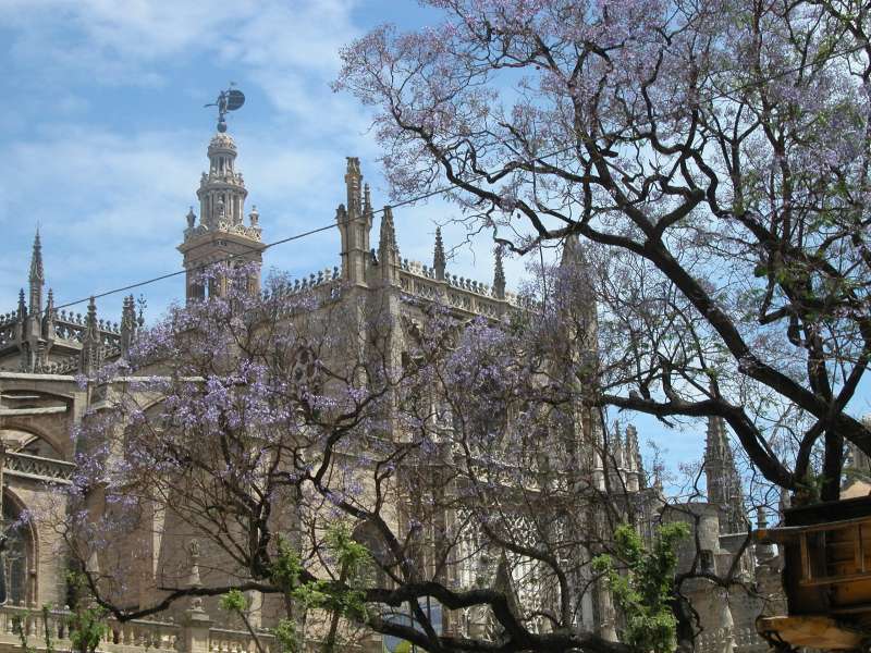 Kathedrale von Sevilla (Mai 2006) 
